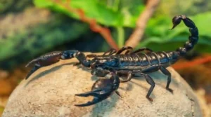 شركة مكافحة عقارب بالرياض