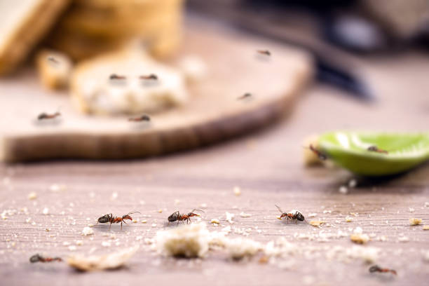 شركة مكافحة النمل الأبيض بالدمام